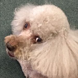 Meet your Posher, Dottie